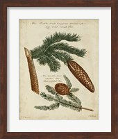 Antique Conifers III Fine Art Print