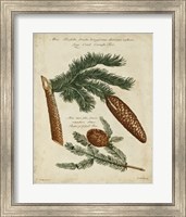 Antique Conifers III Fine Art Print