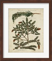 Antique Conifers IV Fine Art Print