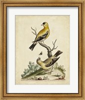 Edwards Bird Pairs III Fine Art Print
