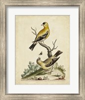 Edwards Bird Pairs III Fine Art Print