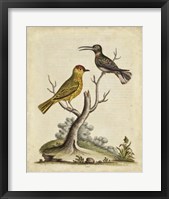 Edwards Bird Pairs IV Fine Art Print