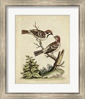 Edwards Bird Pairs VI Fine Art Print