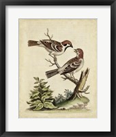 Edwards Bird Pairs VI Fine Art Print