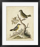 Edwards Bird Pairs VII Fine Art Print