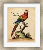 Edwards Parrots I Fine Art Print