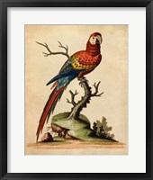 Edwards Parrots I Fine Art Print