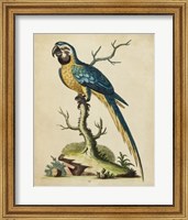 Edwards Parrots II Fine Art Print