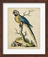 Edwards Parrots II Fine Art Print