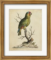 Edwards Parrots III Fine Art Print