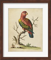 Edwards Parrots IV Fine Art Print