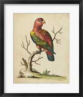 Edwards Parrots IV Fine Art Print