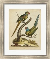 Edwards Parrots V Fine Art Print