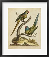 Edwards Parrots V Fine Art Print