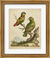 Edwards Parrots VI Fine Art Print
