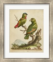 Edwards Parrots VI Fine Art Print