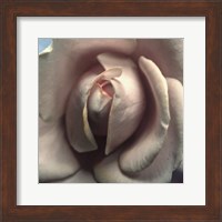 Blushing Rose II Fine Art Print