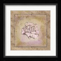 Rose Square I Framed Print