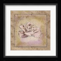 Rose Square II Framed Print
