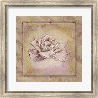 Rose Square II Fine Art Print