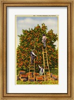 Picking Oranges in California, Vintage Post Card Fine Art Print