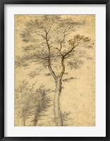Three Studies of Trees Fine Art Print