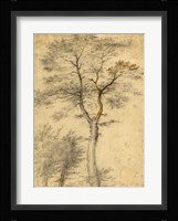 Three Studies of Trees Fine Art Print
