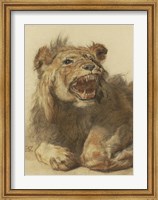 A Lion Snarling Fine Art Print