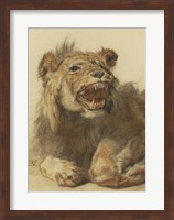 A Lion Snarling Fine Art Print