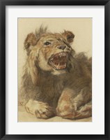 A Lion Snarling Fine Art Print