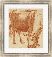 A Cow Grazing Fine Art Print