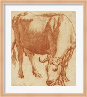 A Cow Grazing Fine Art Print