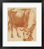 A Cow Grazing Fine Art Print