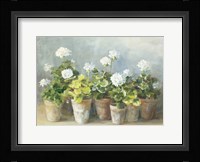 White Geraniums Framed Print