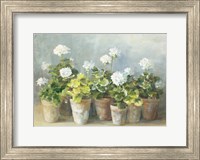 White Geraniums Fine Art Print