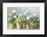 White Geraniums Fine Art Print