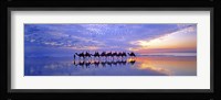 Cable Beach Camels Fine Art Print