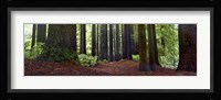 Redwoods 1 Framed Print
