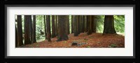 Redwoods 2 Framed Print