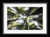 Redwoods Framed Print