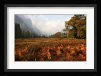 Meadow Fine Art Print
