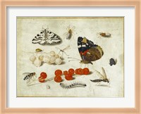 Butterflies, Insects, and Currants Fine Art Print