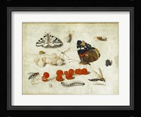 Butterflies, Insects, and Currants Fine Art Print