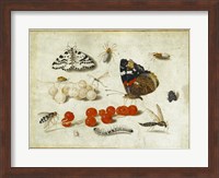 Butterflies, Insects, and Currants Fine Art Print