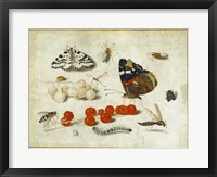 Butterflies, Insects, and Currants Fine Art Print