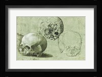 Study of Three Skulls Fine Art Print
