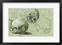 Study of Three Skulls Fine Art Print