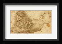 Study of a Lion Fine Art Print