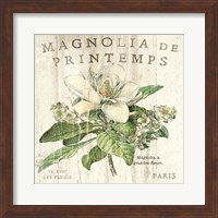 Magnolia de Printemps Fine Art Print