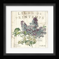 Lilas de Printemps Framed Print